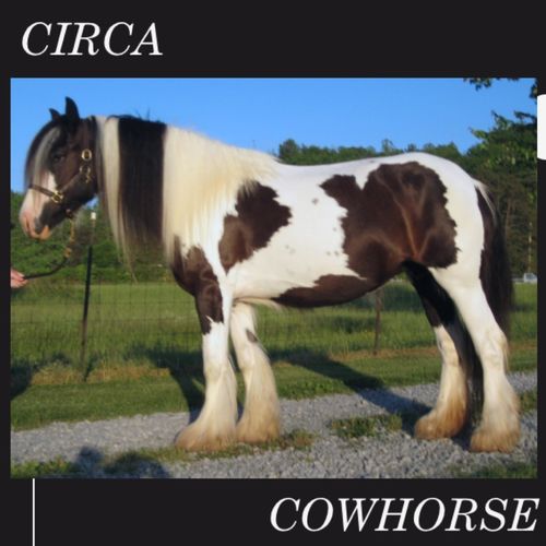 Circa - The Cowhorse 2020